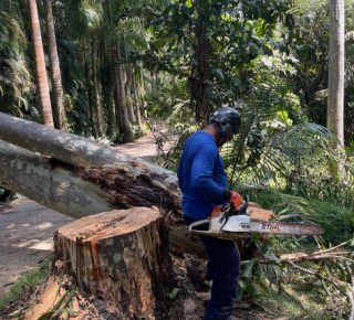 arbserv-produtos-poda-de arvores